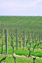 Free Italian Vineyard Royalty Free Stock Photography - 2832487