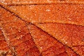 Free Dead Brown Leaves Royalty Free Stock Photography - 2839347