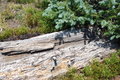 Free Mountain High Altitude Log Stock Photos - 28330753