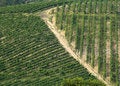 Free Tuscan Vineyard Stock Images - 2842324