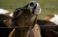 Free Cow Lick Royalty Free Stock Photos - 2842998