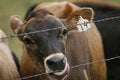 Free Cow Lick Stock Images - 2843004