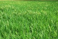 Free Paddy Farm Stock Images - 2844064