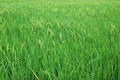Free Paddy Farm Stock Images - 2844094