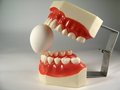 Free Teeth Model Royalty Free Stock Photos - 2848018