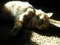 Free Laying Cat Royalty Free Stock Image - 2840486