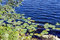 Free Leafs And Flowers On The Water Royalty Free Stock Photography - 2840937