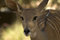 Free Baby Buck , Dear Royalty Free Stock Images - 2842469