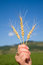 Free Golden Cereals In Womans Hand Royalty Free Stock Photos - 2844608