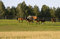 Free Herd Of Horses Stock Image - 2845671
