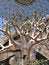Free Desert Bloomer Royalty Free Stock Photos - 2849298