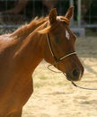 Free Portrait Of A Horse Stock Images - 2851834