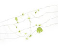 Free Light Spring Melody Stock Photos - 2852913