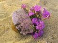 Free Pink On Sand Near The Stone Stock Images - 2855144