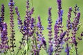 Free Bee 31 Royalty Free Stock Images - 2855909