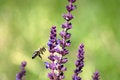Free Bee 29 Royalty Free Stock Photos - 2855928