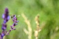 Free Bee 30 Royalty Free Stock Images - 2855949