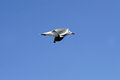 Free Seagull In Flight Stock Photography - 2856312