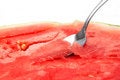 Free Melon Royalty Free Stock Images - 2859979