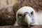 Free Funny Looking Vulture Stock Photos - 2850113