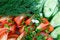 Free Vegetables Royalty Free Stock Photo - 2852835