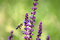 Free Bee 29 Royalty Free Stock Photos - 2855928
