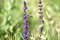 Free Bee 28 Royalty Free Stock Photos - 2855938