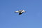 Free Seagull In Flight Stock Photography - 2856312