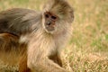 Free Cute Monkey Stock Photos - 2866403