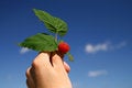 Free Raspberry Royalty Free Stock Images - 2867559