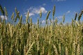 Free Cereal Royalty Free Stock Photos - 2867658