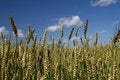 Free Cereal Stock Photos - 2867663
