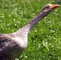 Free Crazy Goose Royalty Free Stock Images - 2867739