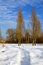Free Winter, Snow, Pathway, Poplars Stock Photo - 2863910