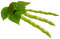 Free Young Bean Pods With Leafs Royalty Free Stock Photo - 2866385