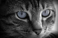 Free Big Beautiful Gray Eyes Royalty Free Stock Images - 2870329