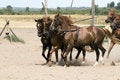 Free Horse Royalty Free Stock Photos - 2872418