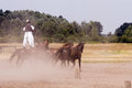 Free Horse Royalty Free Stock Photos - 2872458