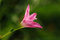 Free Purple Flowers In The Park Royalty Free Stock Image - 2879376