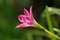 Free Purple Flowers In The Park Royalty Free Stock Photography - 2879377