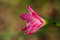 Free Purple Flowers In The Park Royalty Free Stock Image - 2879386