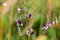 Free Purple Flowers In The Park Stock Photos - 2879403