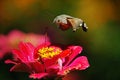 Free Flying Hawk Moth Royalty Free Stock Images - 2881989