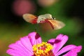 Free Flying Hawk Moth Royalty Free Stock Photo - 2882005