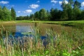 Free Golf Pond Brimmed With Reeds Stock Images - 2888984