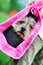 Free Yorkie In A Pink Purse Stock Photography - 2888352
