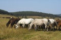 Free Horses Stock Photos - 2890383