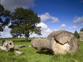 Free Felled Tree Stock Photo - 2891330