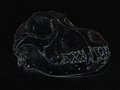 Free Dog Skull Stock Images - 2893214