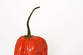 Free Paprika Stock Images - 2896564